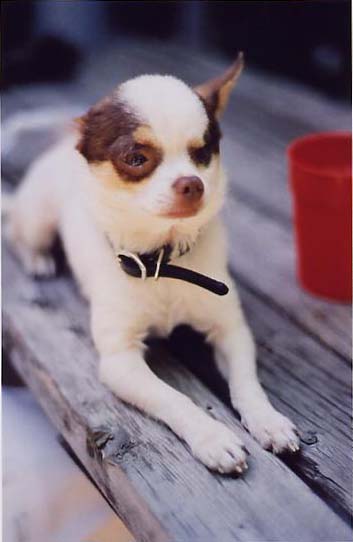 Little Dude